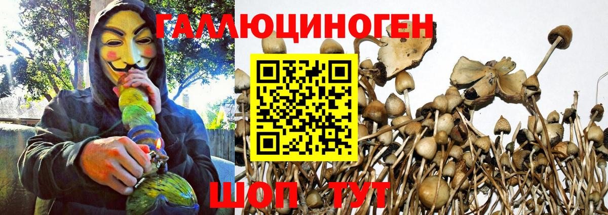 Галлюциногенные грибы Psilocybine cubensis Сертолово